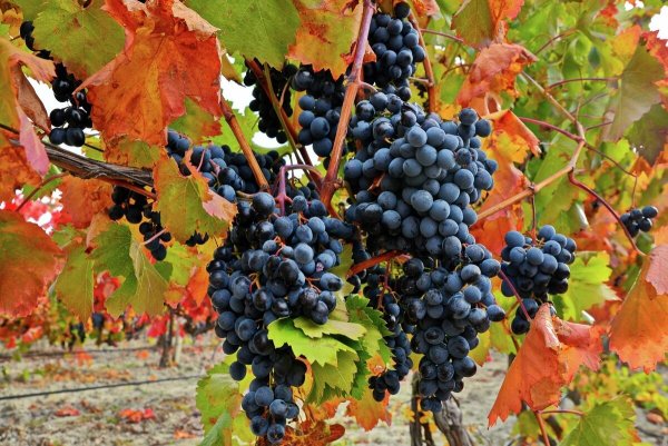 Винный завод Коктебель виноградники