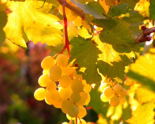 Виноградная гроздь золотистая