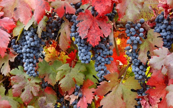 Каберне Совиньон осень виноград