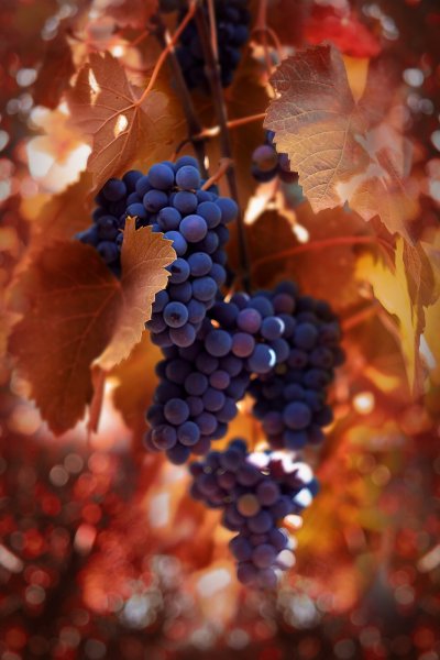 Осенний виноград