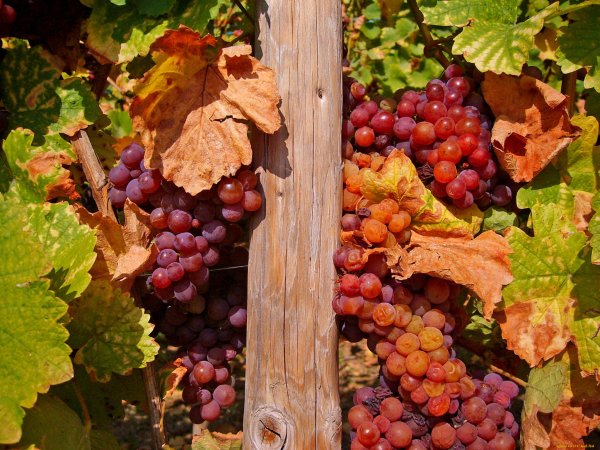 Осенний виноград