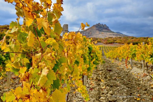 Коктебель Крым виноградники