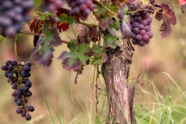 Виноградная лоза виноградник