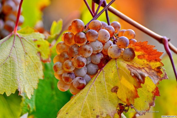 Виноградная гроздь Крым