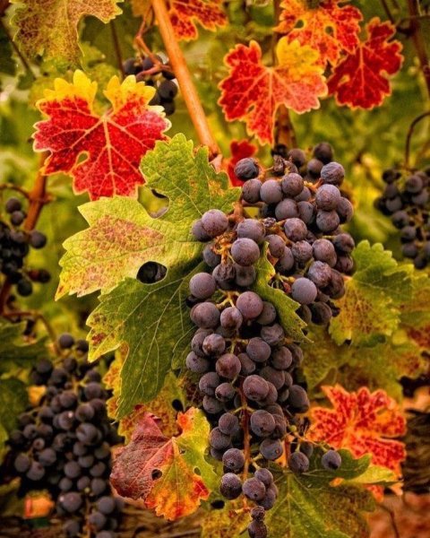 Хиландарская Виноградная лоза