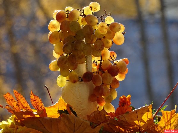 Янтарь осень