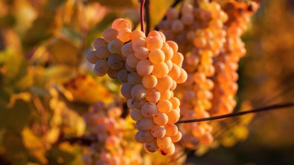 Виноградная гроздь Крым