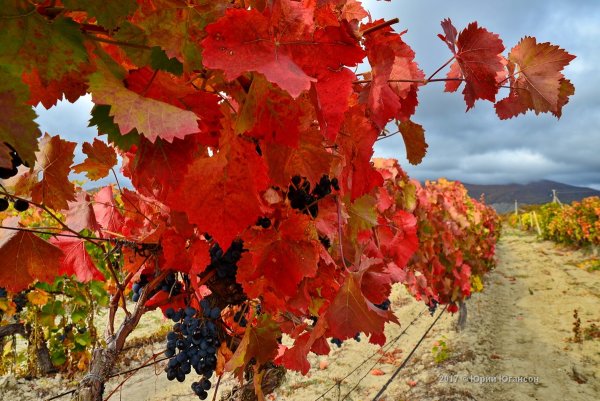 Осень виноградники Крым