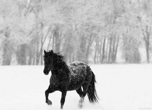 Лошади в заснеженном лесу