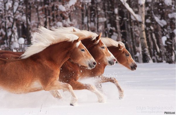 Хафлингер зимой