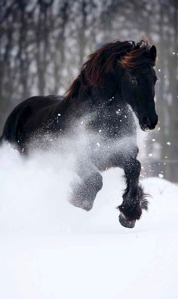 Красивые кони зимой