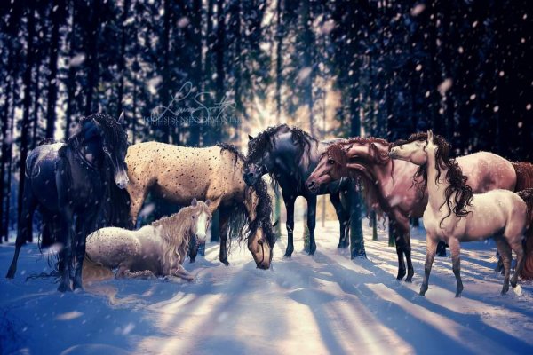 Табун лошадей снег