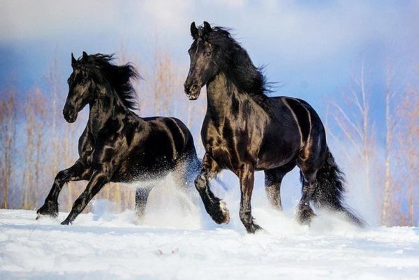 Кони зимой