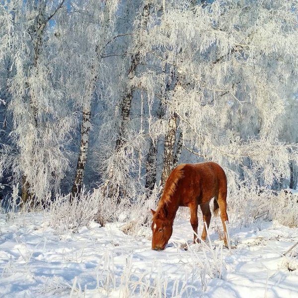 Лошадь в зимнем лесу