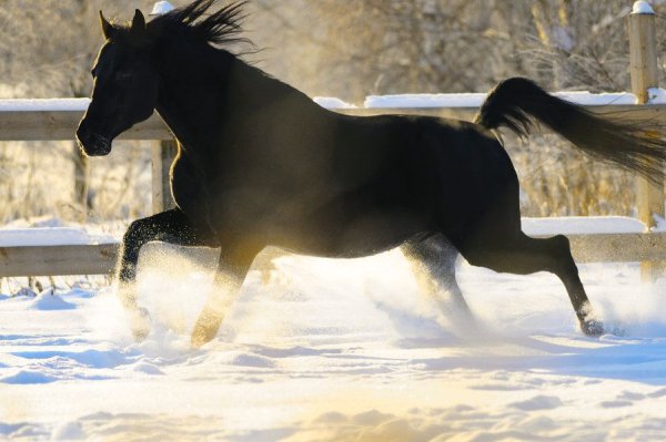 Черный конь зимой