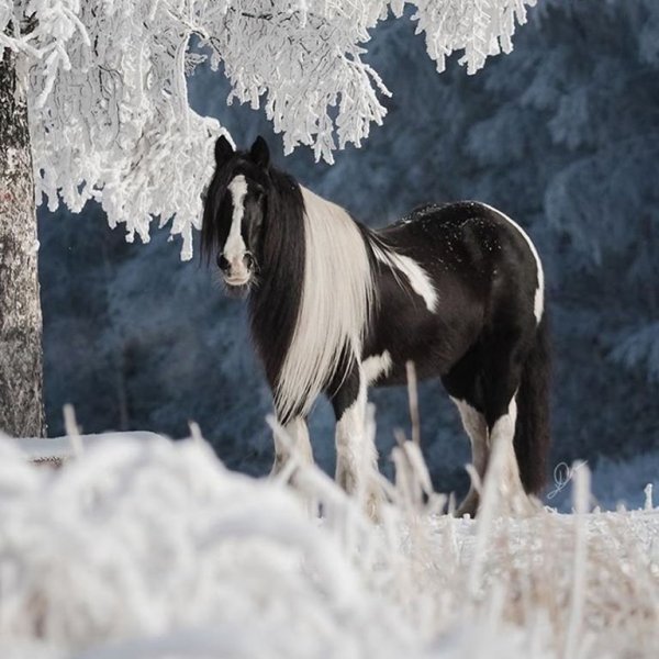 Лошади в снегу