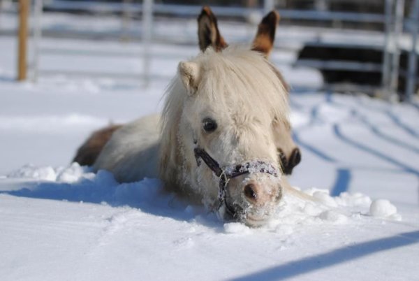 Конь в сугробе