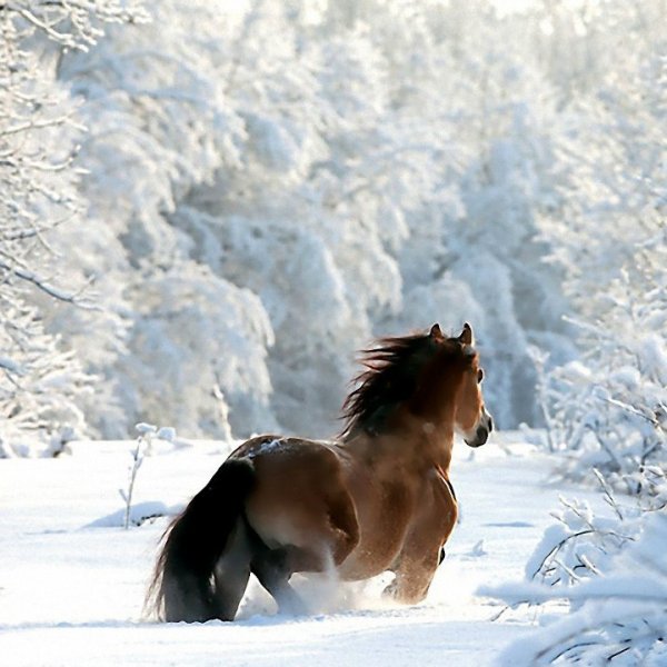 Лошадь морда в снегу