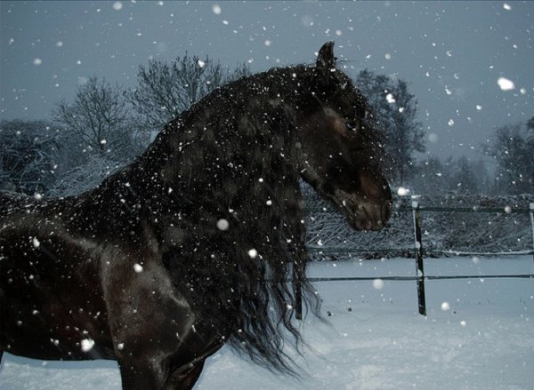 Лошади зимой