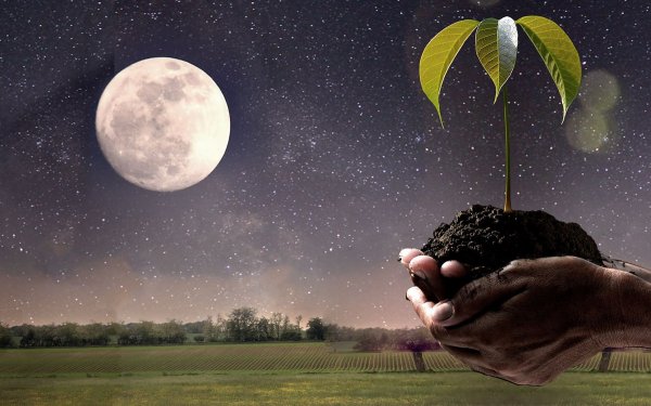 Лунные растения