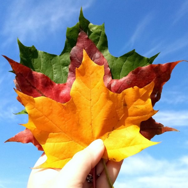 Улыбка из осенних листьев