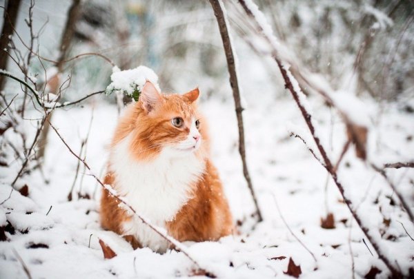 Кот в зимнем лесу