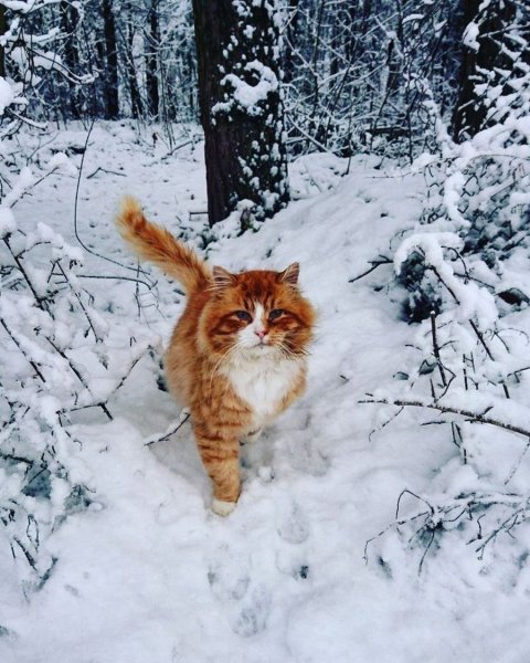 Зимние коты