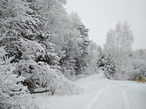 Зима много снега