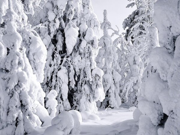Зимний лес в объятьях тишины