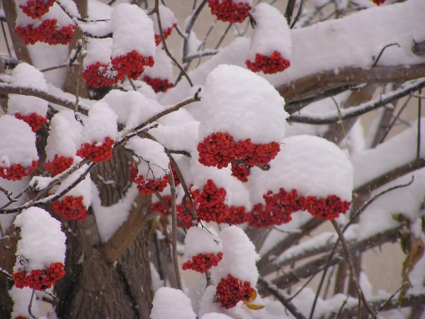 Рябина под снегом
