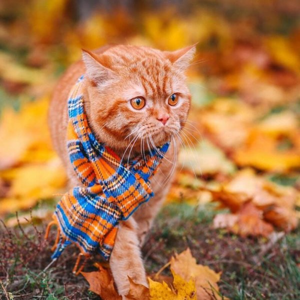 Кошки осенью