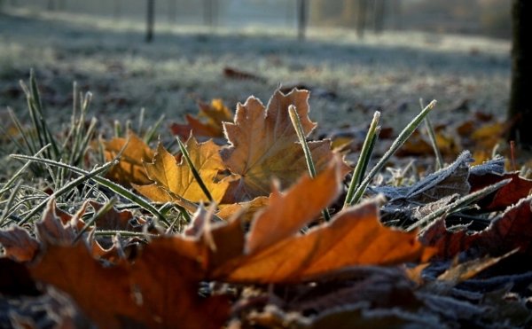 Поздняя осень заморозки