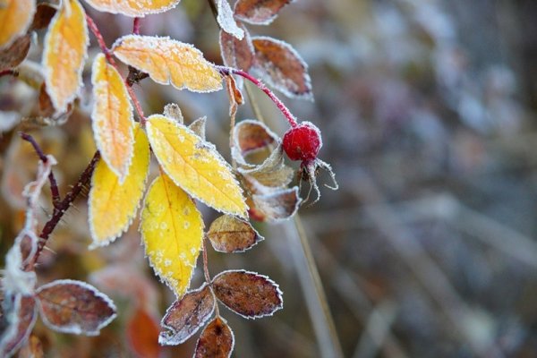 Осенние заморозки