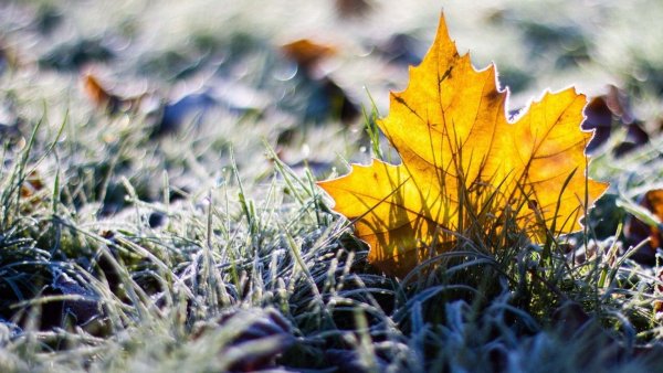 Поздняя осень листва