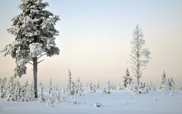 Сосна под снегом