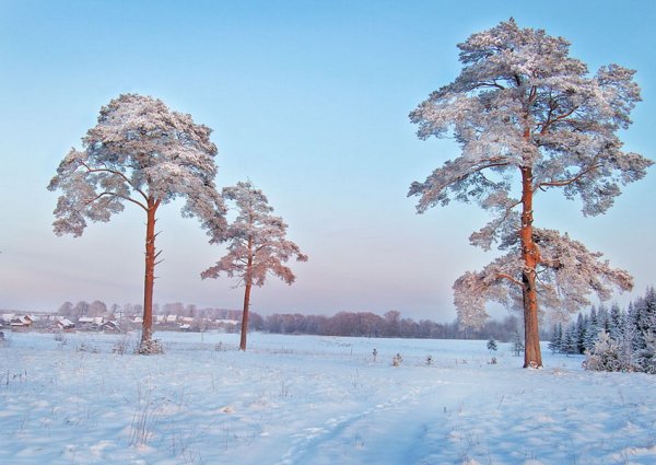 Сосна зимой