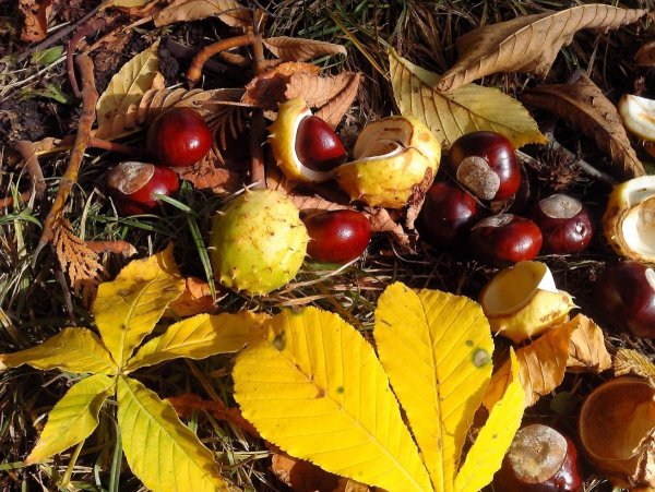 Осенний лист конского каштана