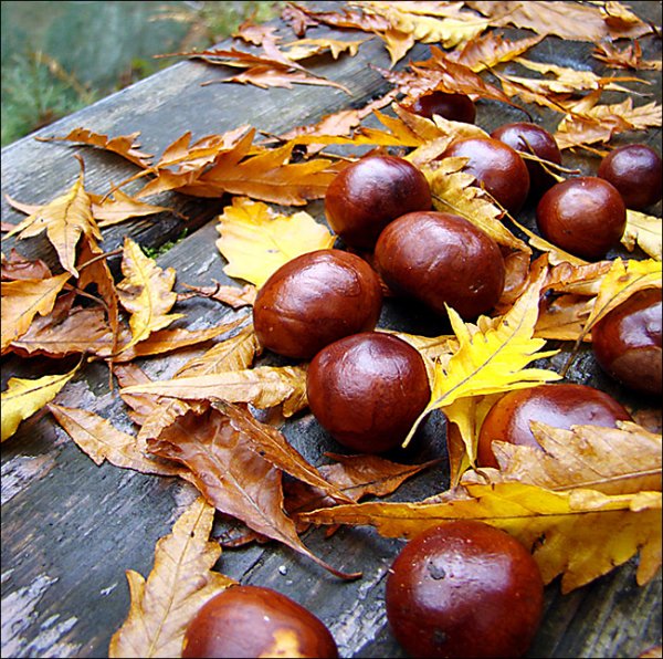 Каштан осенью