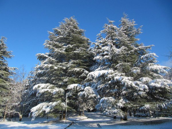 Лиственница Сибирская зимой