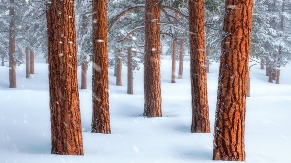 Зимой в лесу