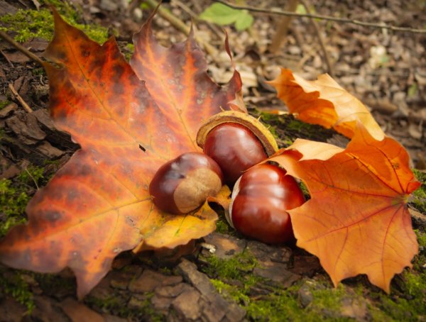 Каштан конский осень