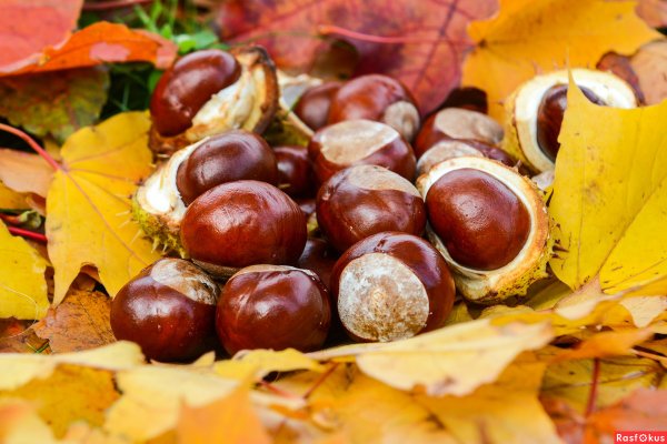 Каштан осенью