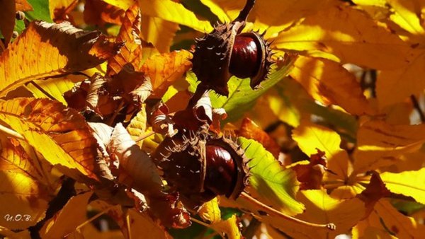 Каштан осенью