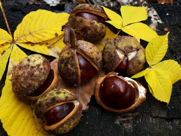 Каштан конский осень