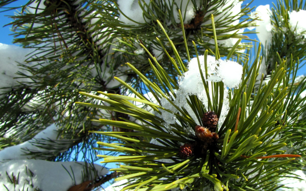 Сосна зимой