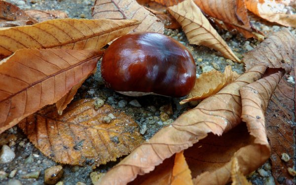 Листья осенних каштанов