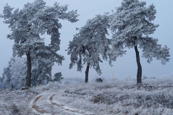 Одинокие сосны в снегу