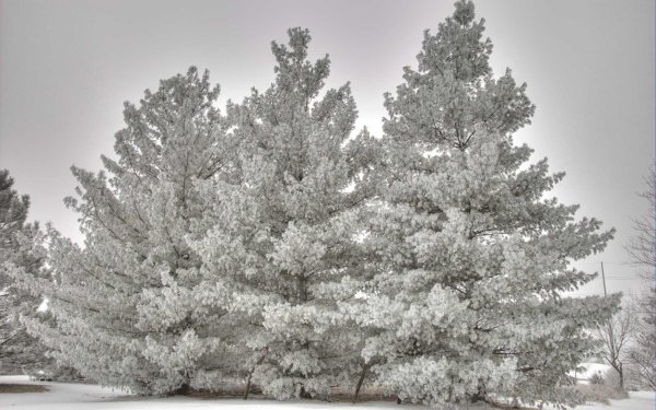 Сосна в инее