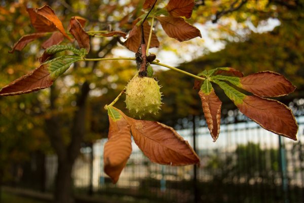 Осенний каштан