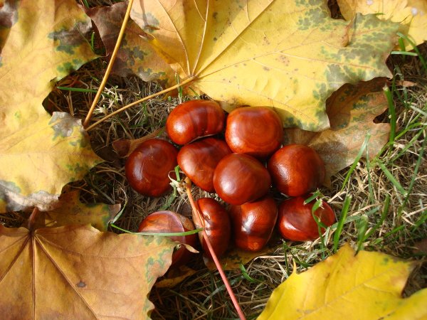 Осенний каштан